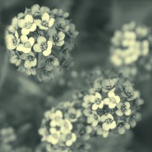 Kleine Blume planetke / *****