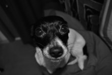 Bonnie / ***