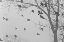 Nebel und Chaos / ***