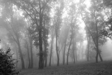 Tanzen in den Nebel / ***