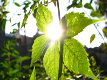 Sun ... / .....