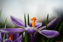 Der Frühling ist gekommen / ***