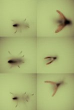 Metamorphosis / You can fly, even if You're born to crawl
