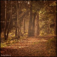 Forest Sun / ***