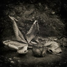 Stillleben / ***