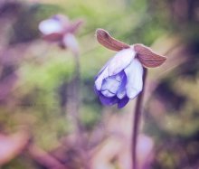 Vorfrühling / ____________________