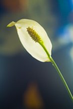 Mein Traum / ***