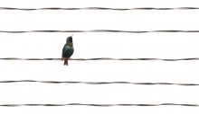 Musikalische Notation / ***