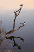 Ich schaue dich an wie ein Spiegel ... / ***