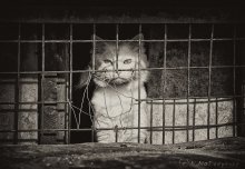 prisoner / ***