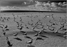 Brighton Beach / ***