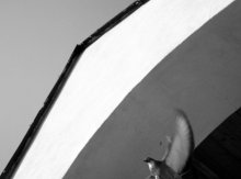 Taube / ..................
