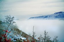 Igel im Nebel / ***