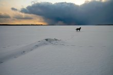 Über einen Hund / ***