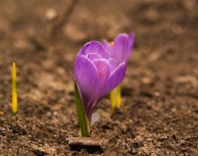 Frühlingsblumen / .....