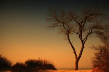 evening tree / ***