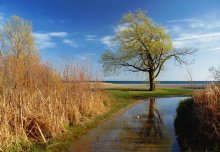 Lone Tree Ontario / Lake Ontario