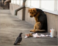 Es war einmal ein Hund ... / ***