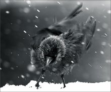 Sie **** Pfeffer! / *****