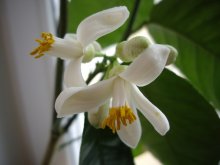 Zitronenblüte / ***