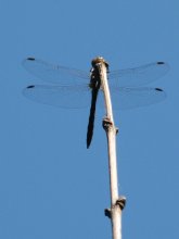 Hubschrauber / ***