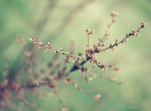 Spring * / ...........