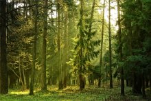 Morgen Wald / ***