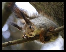 neugierig Eichhörnchen / ***