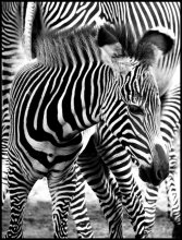 Strips / ***