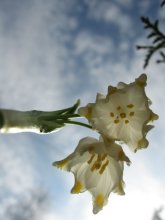 Blume Himmel / ***