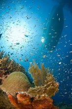 Underwater World / ***