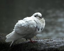 wenn die Taube schläft. / **************