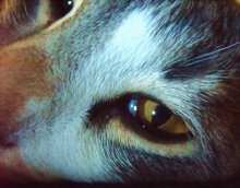 Eye / ***
