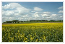 Raps blühte. / ***