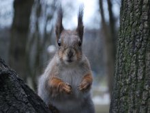 Eichhörnchen / ***
