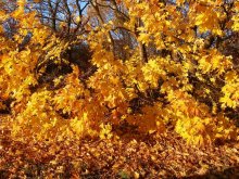 Autumn Leaves / ***