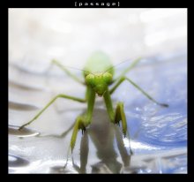 Mantis religiosa - 2 / ***