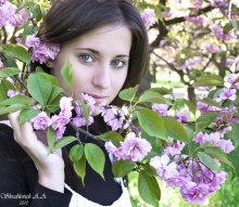 Sakura / ***