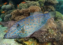 bluefish / ***