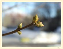 Die erste Tauwetter / ***
