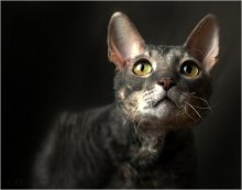 Die Katze auf FOTE! / ***