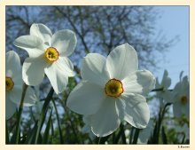 Narzissen / ***