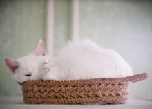 Cat / ***