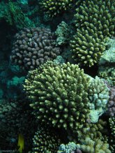Acropora humilis / ***