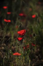 Mohn, Mohn, rote Mohnblumen ... / *****