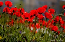 City Blumen ... / ***