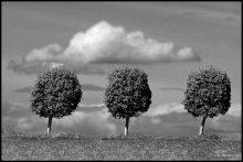 Drei und eine Wolke / ***