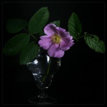 Dornbusch / ***