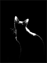 Katze / ***