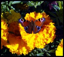 Farben des Sommers / ***